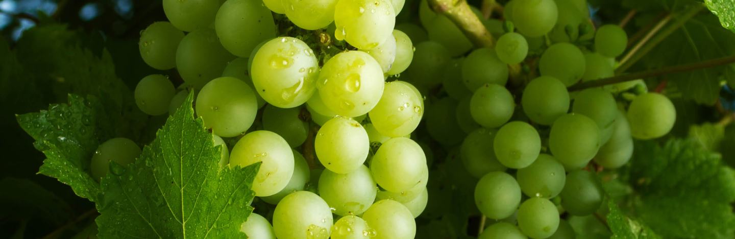 Grifon® SC Fungizid | FMC Agricultural Solutions Deutschland